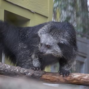 Binturong/ Arctictis binturong
