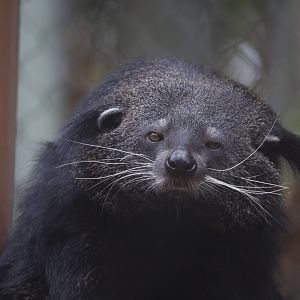 Binturong/ Arctictis binturong