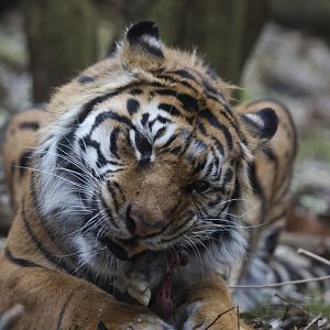 Sumatran tiger/ Panthera tigris sondaica