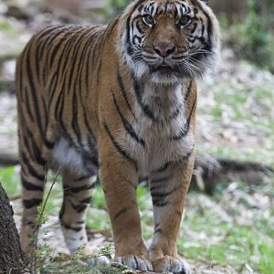 Sumatran tiger/ Panthera tigris sondaica