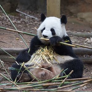 Giant Panda/ Ailuropoda melanoleuca Lunlun