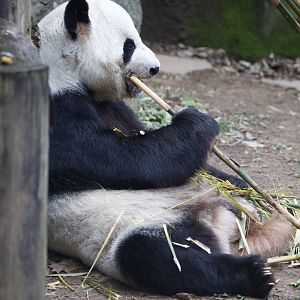 Giant Panda/ Ailuropoda melanoleuca Yangyang?