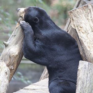 Sun Bear/ Helarctos malayanus