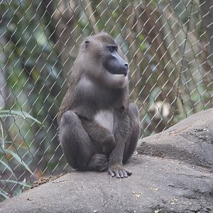 Drill/ Mandrillus leucophaeus