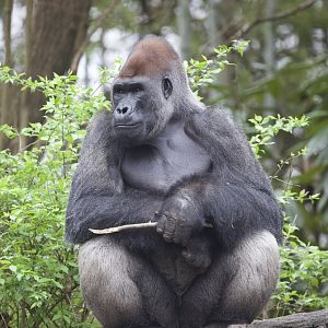 Western Lowland Gorilla/ Gorilla gorilla gorilla