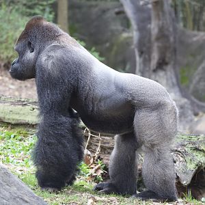 Western Lowland Gorilla/ Gorilla gorilla gorilla