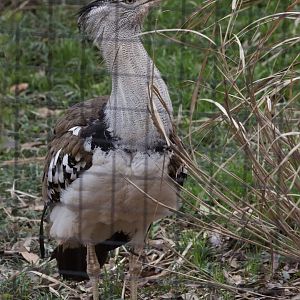 Kori Bustard/ Ardeotis kori