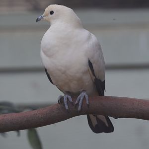 Pied Imperial Pigeon/ Ducula bicolor