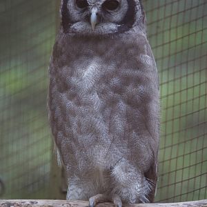 Verreaux's Eagle Owl/ Ketupa lacteus