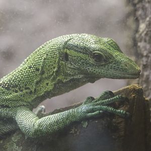 Emerald Tree Monitor/ Varanus prasinus