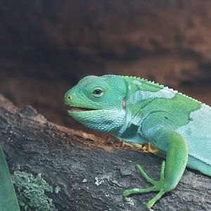 Fiji Banded Iguana/ Brachylophus fasciatus