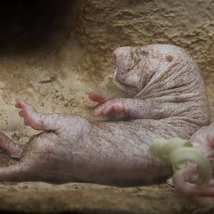 Naked Mole-rat/ Heterocephalus glaber
