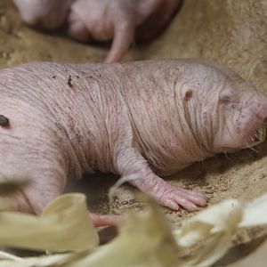 Naked Mole-rat/ Heterocephalus glaber