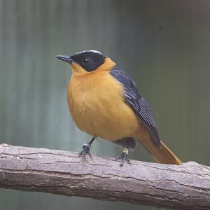 Snowy Crowned Robin Chat/ Cossypha niveicapilla