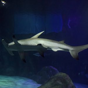 Great Hammerhead/ Sphyrna mokarran