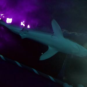 Silky Shark/ Carcharhinus falciformis