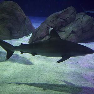 Silvertip Shark/ Carcharhinus albimarginatus