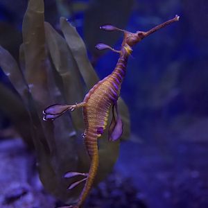 Common Seadragon/ Phyllopteryx taeniolatus