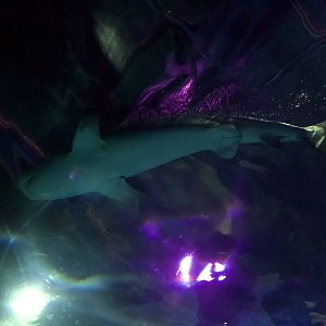 Tiger Shark/ Galeocerdo cuvier