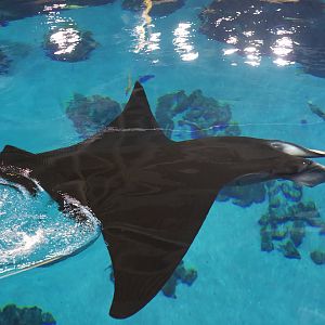 Oceanic Manta/  Manta birostris