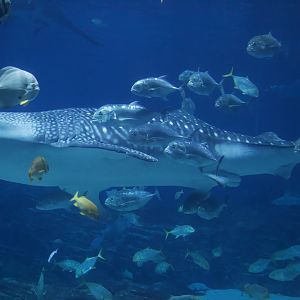 Whale Shark/ Rhincodon typus