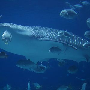Whale Shark/ Rhincodon typus