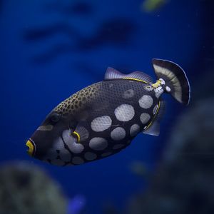 Clown Triggerfish/ Balistoides conspicillum