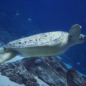 Green Sea Turtle/ Chelonia mydas