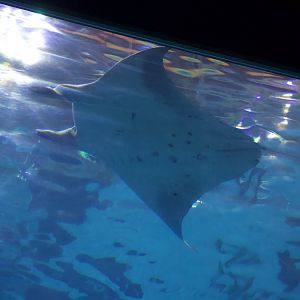 Reef Manta/ Mobula alfredi