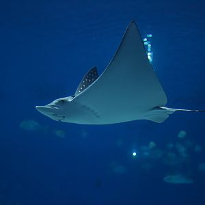 Spotted Eagle Ray/ Aetobatus narinari