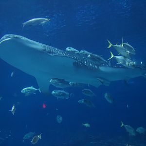 Whale Shark/ Rhincodon typus