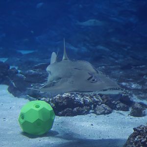 Bowmouth Guitarfish/ Rhina ancylostoma