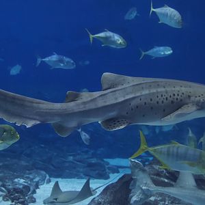 Zebra Shark/ Stegostoma tigrinum