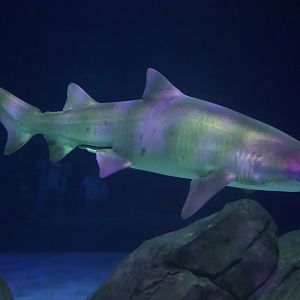 Sand Tiger Shark/ Carcharias taurus