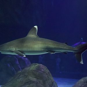 Silvertip Shark/ Carcharhinus albimarginatus