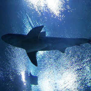 Sandbar Shark/ Carcharhinus plumbeus