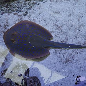 Bluespotted ribbontail Ray/ Taeniura lymma
