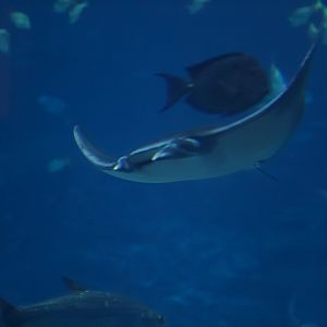 Lesser Devil Ray/ Mobula hypostoma