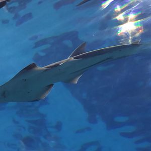 Bottlenose Wedgefish/ Rhynchobatus australiae