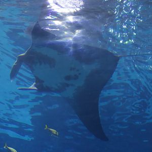 Oceanic Manta/ Manta birostris