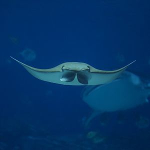 Cownose Ray/ Rhinoptera bonasus