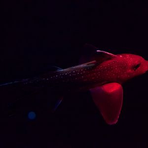 Spotted Ratfish/ Hydrolagus colliei