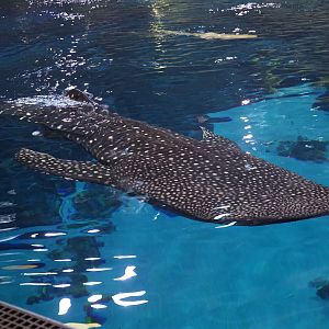 Whale Shark/ Rhincodon typus