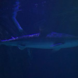 Tiger Shark/ Galeocerdo cuvier