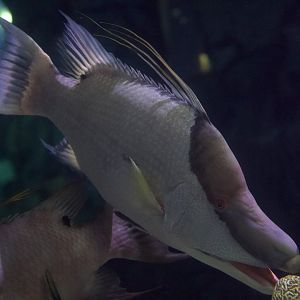 Hogfish/ Lachnolaimus maximus