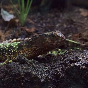 Chinese Crocodile Lizard/ Shinisaurus crocodilurus