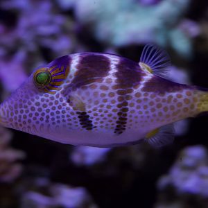 Saddled puffer/ Canthigaster valentini