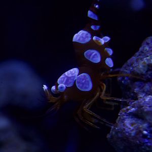 Sexy Dancer Shrimp/ Thor amboinensis