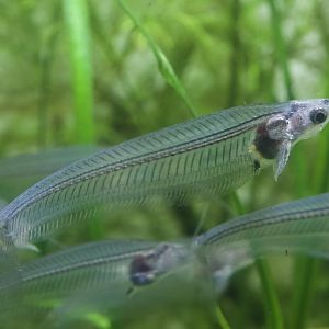 Glass Catfish/ Kryptopterus bicirrhis