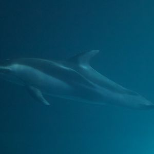 Pacific White-Sided Dolphine/ Lagenorhynchus obliquidens